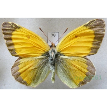 Colias croceus (Geoffroy, 1785) male Szlaczkoń sylwetnik Czech79